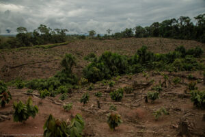 MapBiomas Alerta llega al Perú