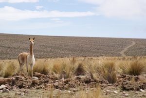En 41 años Perú perdió 3,7 millones de hectáreas de vegetación natural y aumentó en 53% las áreas destinadas a agricultura, minería y ciudades